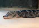動物図鑑・ヨウスコウワニの写真 2